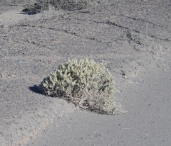 Atriplex lindleyi inflata