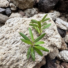 Podocarpus laetus