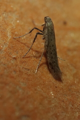 Aspilapteryx tringipennella