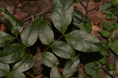 Archidendron grandiflorum