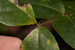 Archidendron grandiflorum