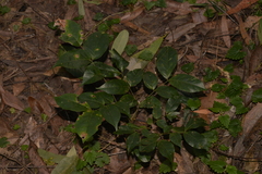 Archidendron grandiflorum