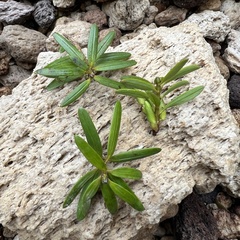 Podocarpus laetus