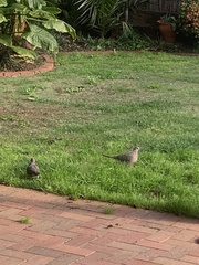 Streptopelia chinensis