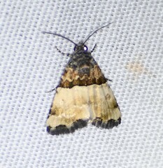 Cobubatha dividua