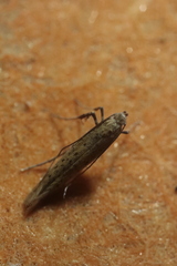 Aspilapteryx tringipennella