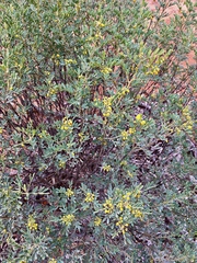 Senna artemisioides coriacea