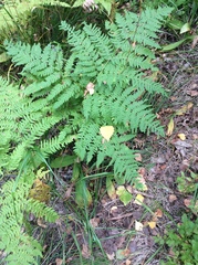 Pteridium