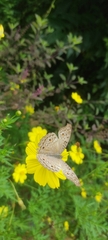 Junonia atlites