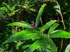 Aucuba chinensis