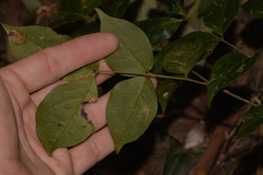 Archidendron grandiflorum