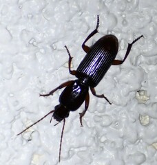 Stenomorphus californicus