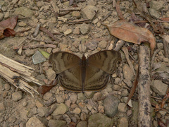 Junonia iphita