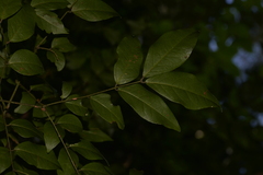 Archidendron grandiflorum