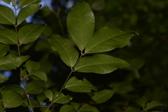 Archidendron grandiflorum