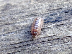 Armadillidium vulgare