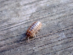Armadillidium vulgare