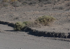 Atriplex lindleyi inflata