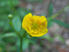 Ranunculus lanuginosus