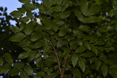 Archidendron grandiflorum