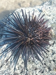 Stomopneustes variolaris