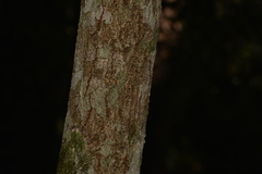 Archidendron grandiflorum