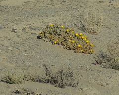 Malephora crassa