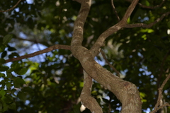 Archidendron grandiflorum