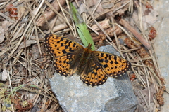 Boloria euphrosyne