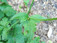 Ranunculus lanuginosus