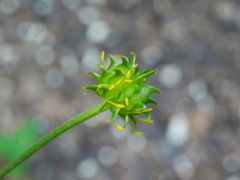 Ranunculus lanuginosus