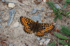 Boloria euphrosyne