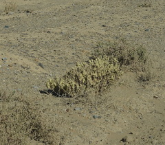 Atriplex lindleyi inflata