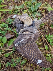 Caprimulgus europaeus