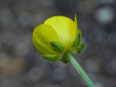Ranunculus lanuginosus