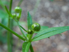 Ranunculus lanuginosus