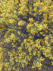 Senna artemisioides coriacea