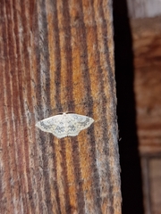 Cyclophora annularia