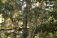 Archidendron grandiflorum