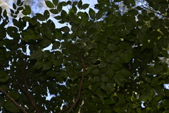 Archidendron grandiflorum