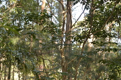 Archidendron grandiflorum