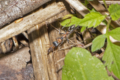 Myrmecia nigrocincta