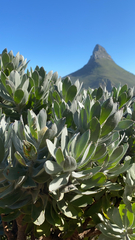 Leucospermum conocarpodendron conocarpodendron