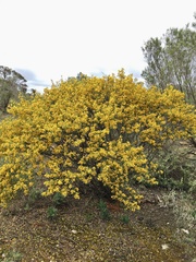 Senna artemisioides coriacea