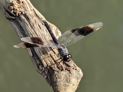 Brachythemis impartita