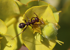 Iberoformica subrufa