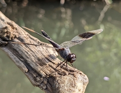 Brachythemis impartita