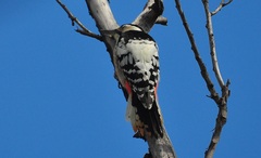 Dendrocopos leucotos