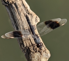 Brachythemis impartita