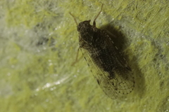 Cixius nervosus